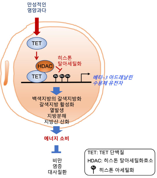 UNIST는 TET 단백질을 억제하면 백색지방세포가 갈색지방세포로 바뀌어 열량 소비를 촉진해 비만을 막는다는 사실을 밝혀냈다. 사진은 TET 단백질에 의한 베타3 아드레날린 수용체 발현 조절 원리와 이를 억제한 대사질환 치료 전략 모식도.  UNIST 제공